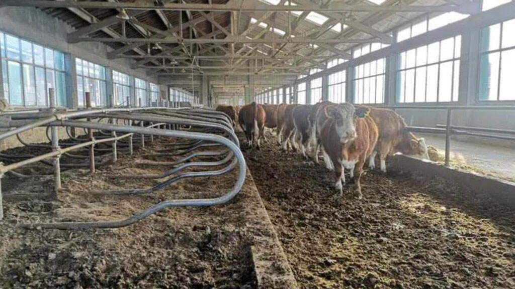 How to choose dehydration equipment for livestock and poultry manure